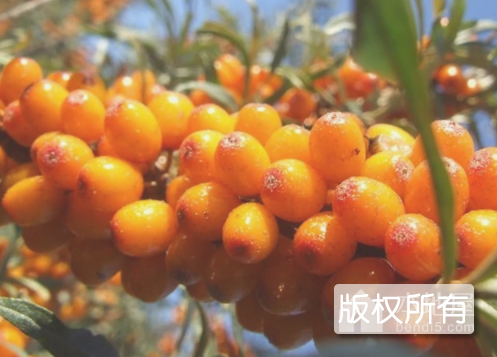 沙棘果