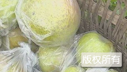地都镇邹堂梨