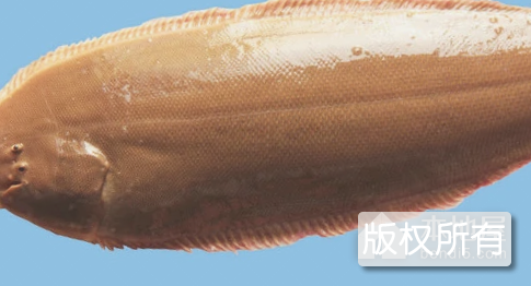 乾塘白目鱼