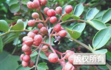 古县花椒