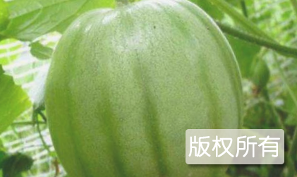 银海甜瓜