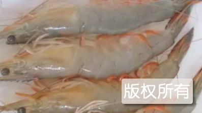 龙口对虾