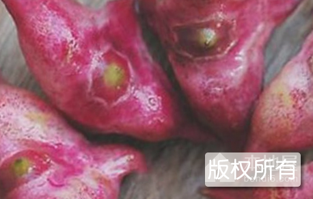 绍兴大菱