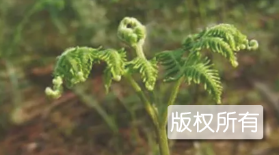 天然野生蕨菜