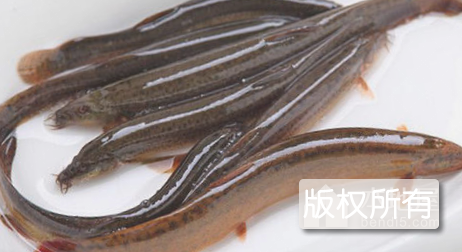 宝坻黄板泥鳅
