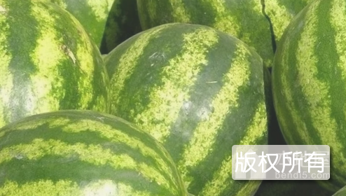 兰岗西瓜