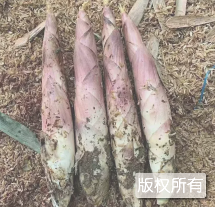 安吉早园笋
