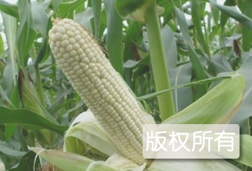 黑山谷糯玉米