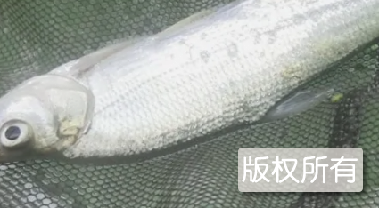 南湾湖鲌鱼