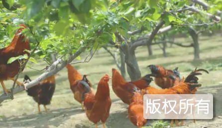 王店三园鸡