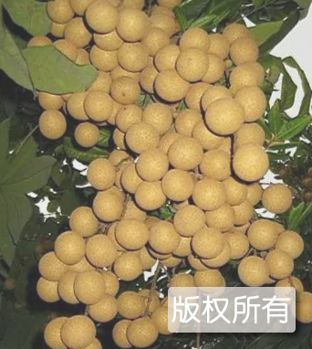 同安凤梨穗