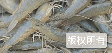 沱湖大青虾