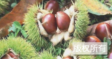 沅陵板栗