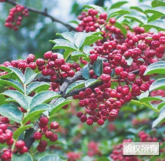 盂县花椒