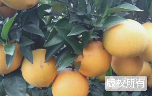三寸黄柑擘