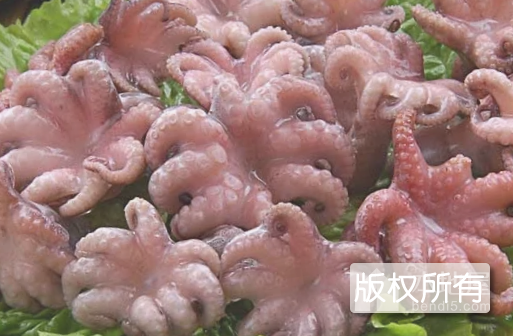 野生八爪鱼