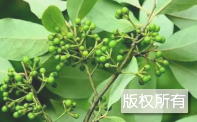 招远炸鸡椒