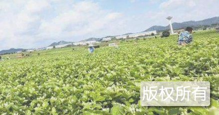 横县茉莉花节