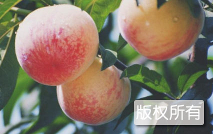 园艺鲜桃