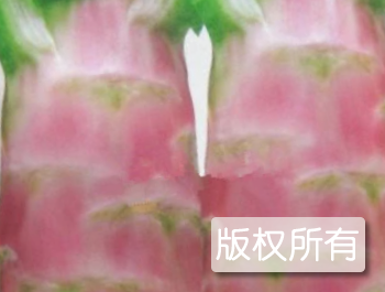 乐平红莴笋