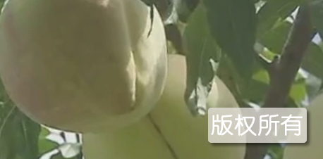 雪桃