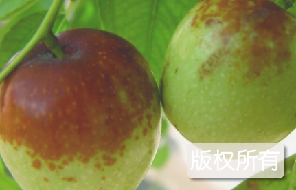 荆山枣子