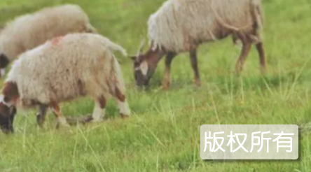 藏绵羊