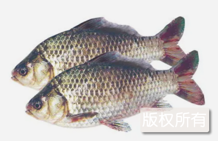 洛阳鲫鱼