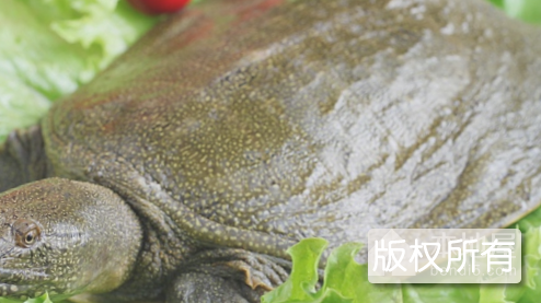 洪泽湖甲鱼