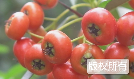 状元红