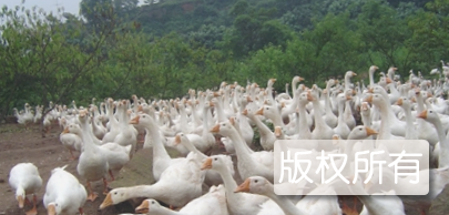 宜宾鹅肉干