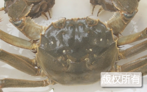 镇江江蟹