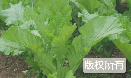 华容芥菜
