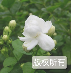 政和茉莉花