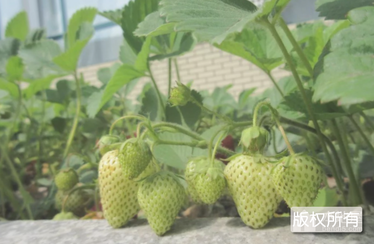 绿色草莓