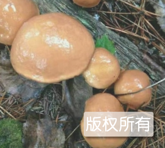 松蘑
