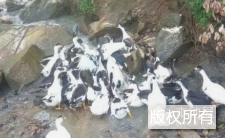 泉水鸭