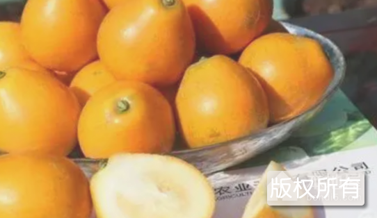 金柑