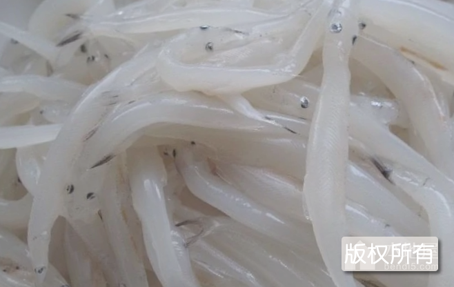 天津银鱼
