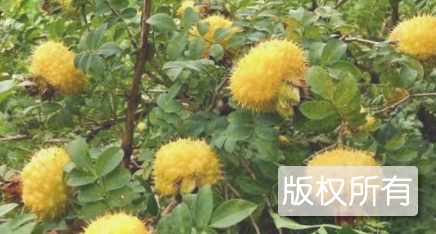 乐业野生刺梨