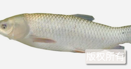 中山脆肉鲩