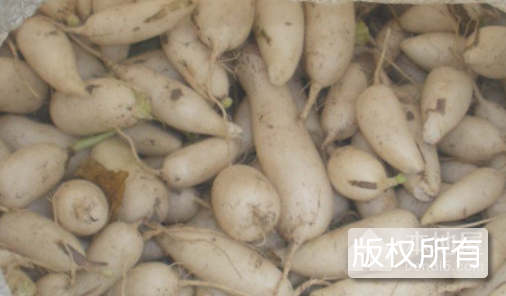 永康萝卜