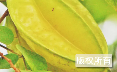 杨桃