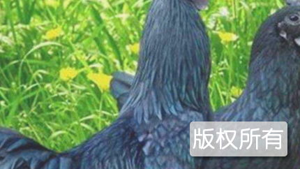 郧阳白羽乌鸡