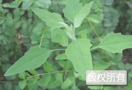 灰灰菜