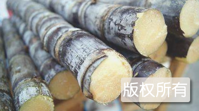 坦洲黑蔗