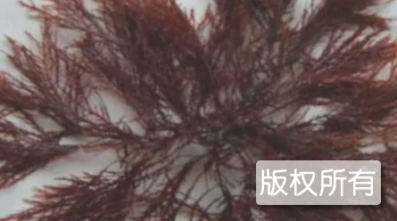 阳山西洋菜