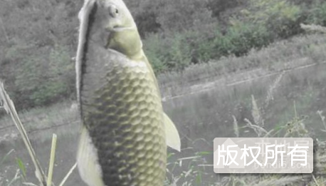 珊珀湖黑鲫