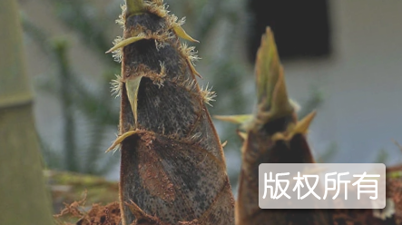清水竹笋