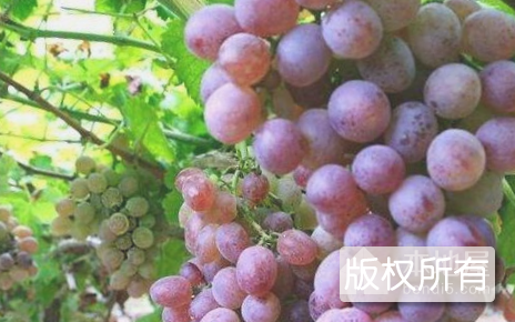 新塘葡萄